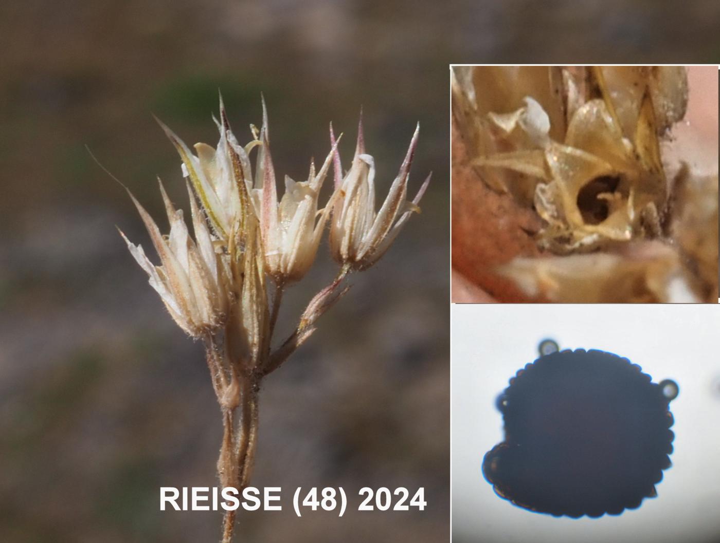 Sandwort, Lozerien fruit